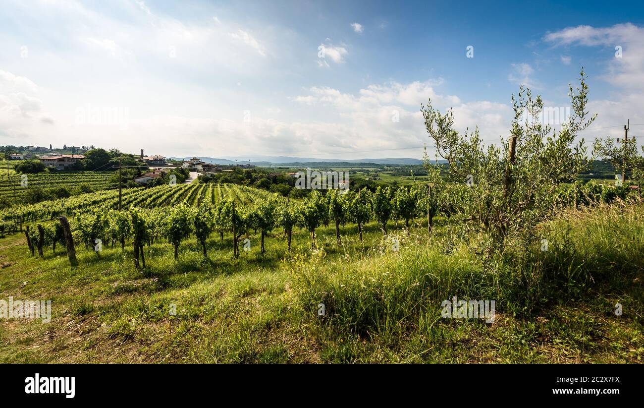 View of famous wine region Goriska Brda hills in Slovenia. Panoramic photo of villages, vineyard rows and terrace of grapevine plants. Rural landscape Stock Photo