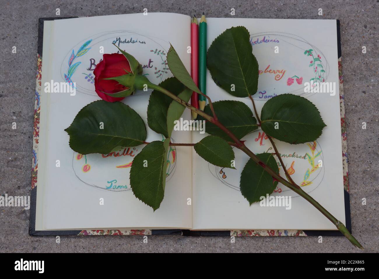 A red rose sitting on a pretty notebook, with drawings Stock Photo