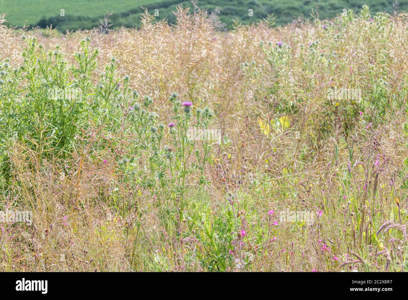 Common foraged weeds hi-res stock photography and images - Alamy
