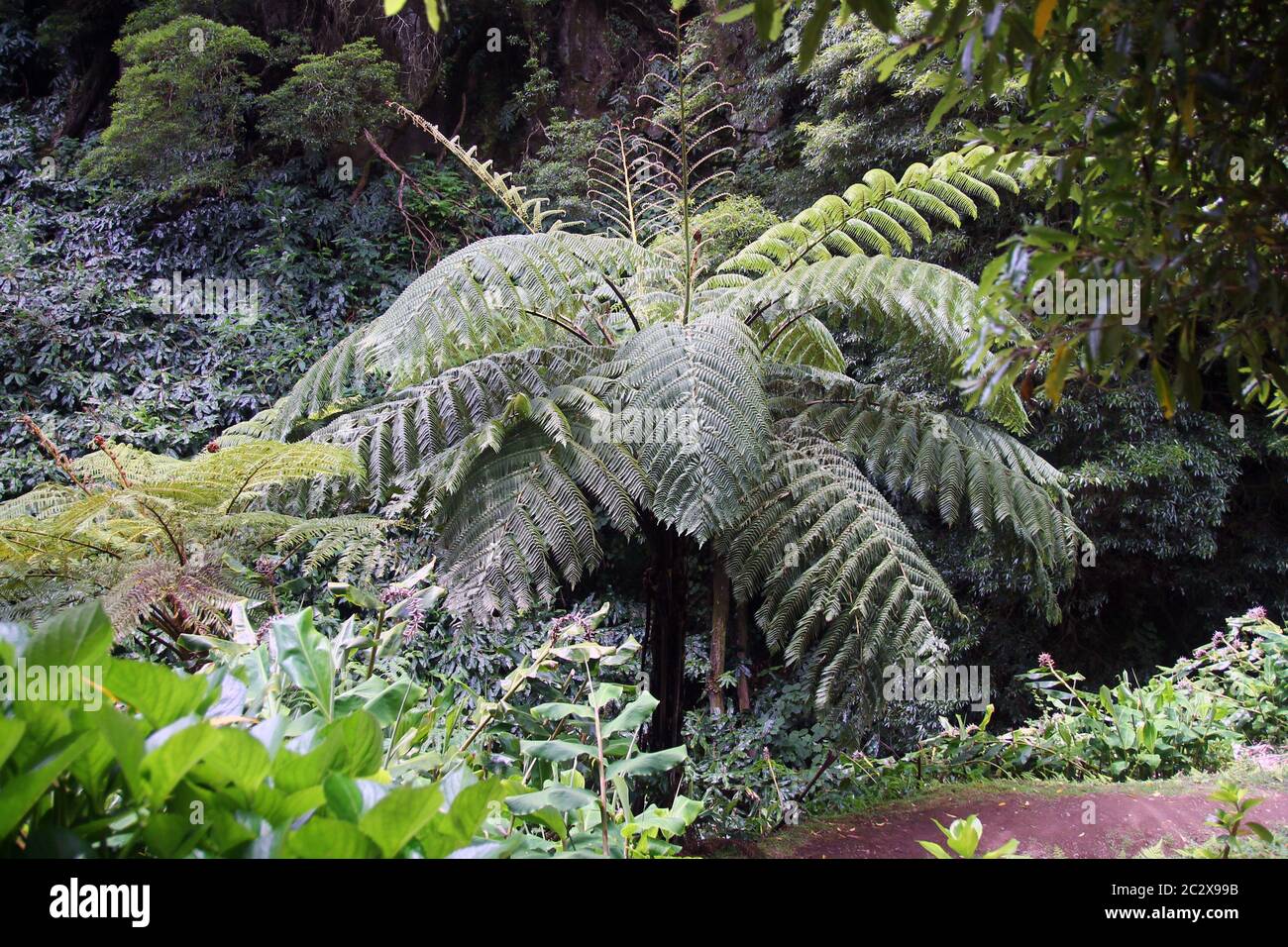 The palm in the green tropical forest Stock Photo - Alamy