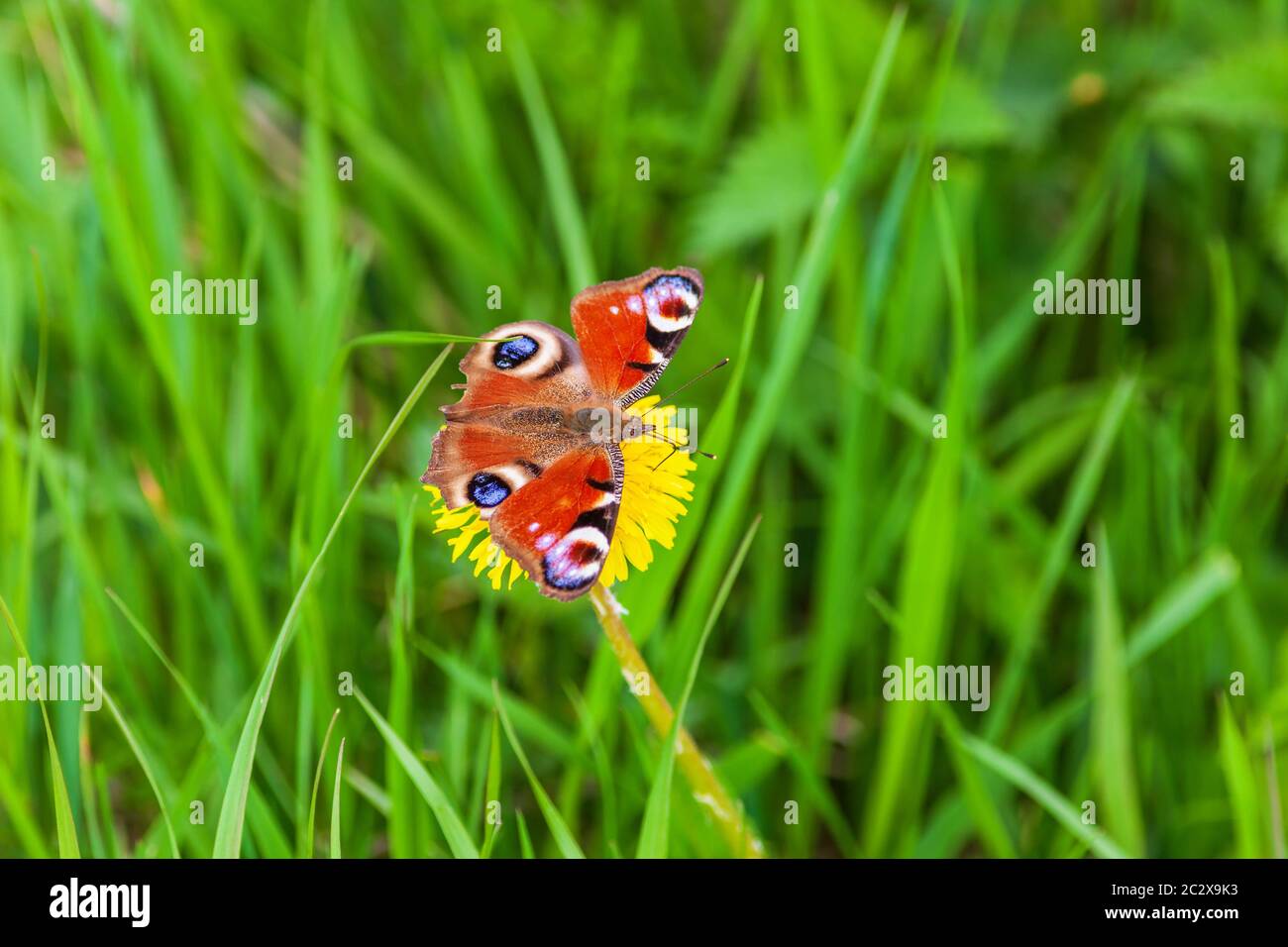 Peacock butterfly on a flower Stock Photo