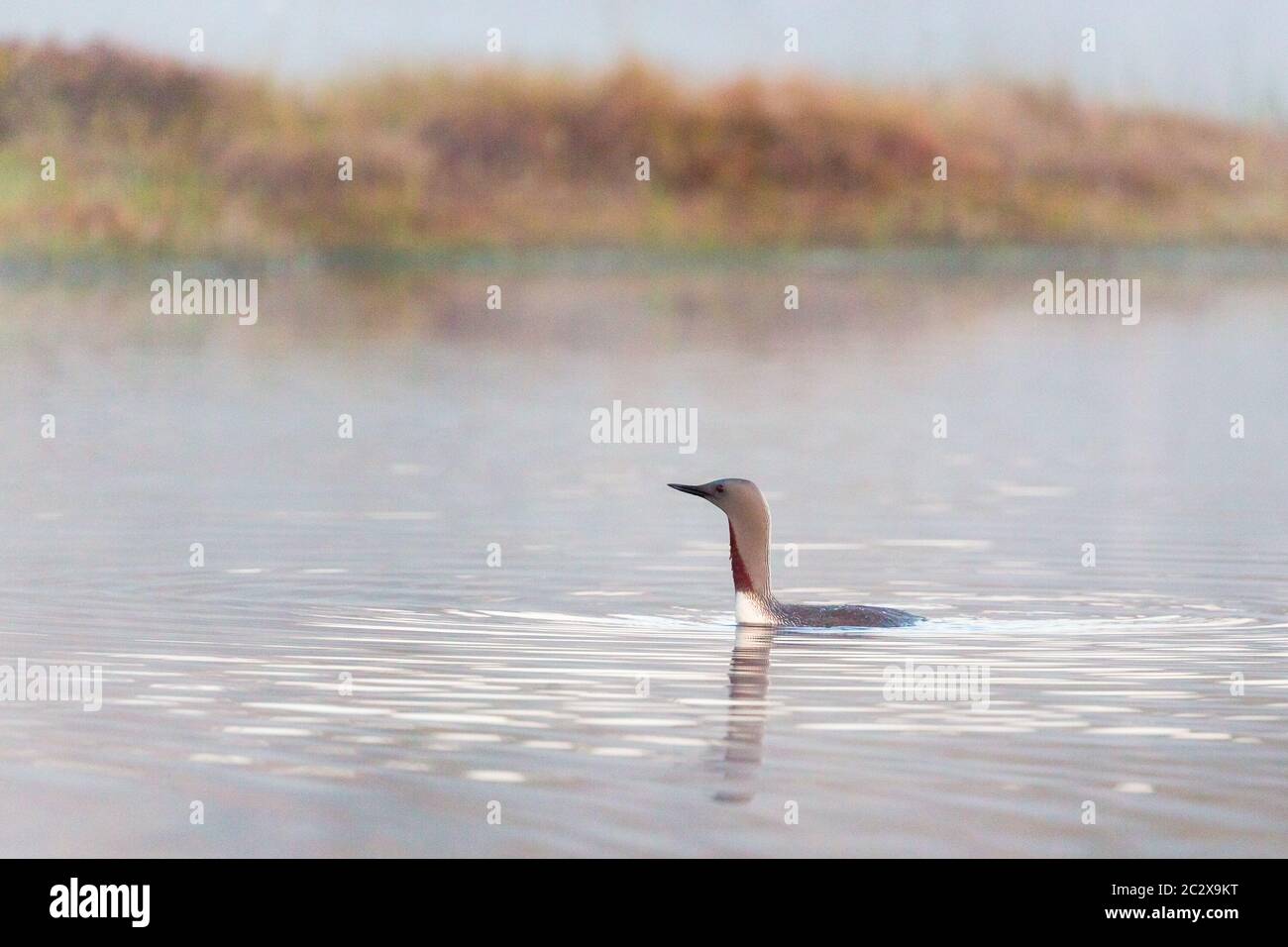 Red throated loon in a foggy morning Stock Photo