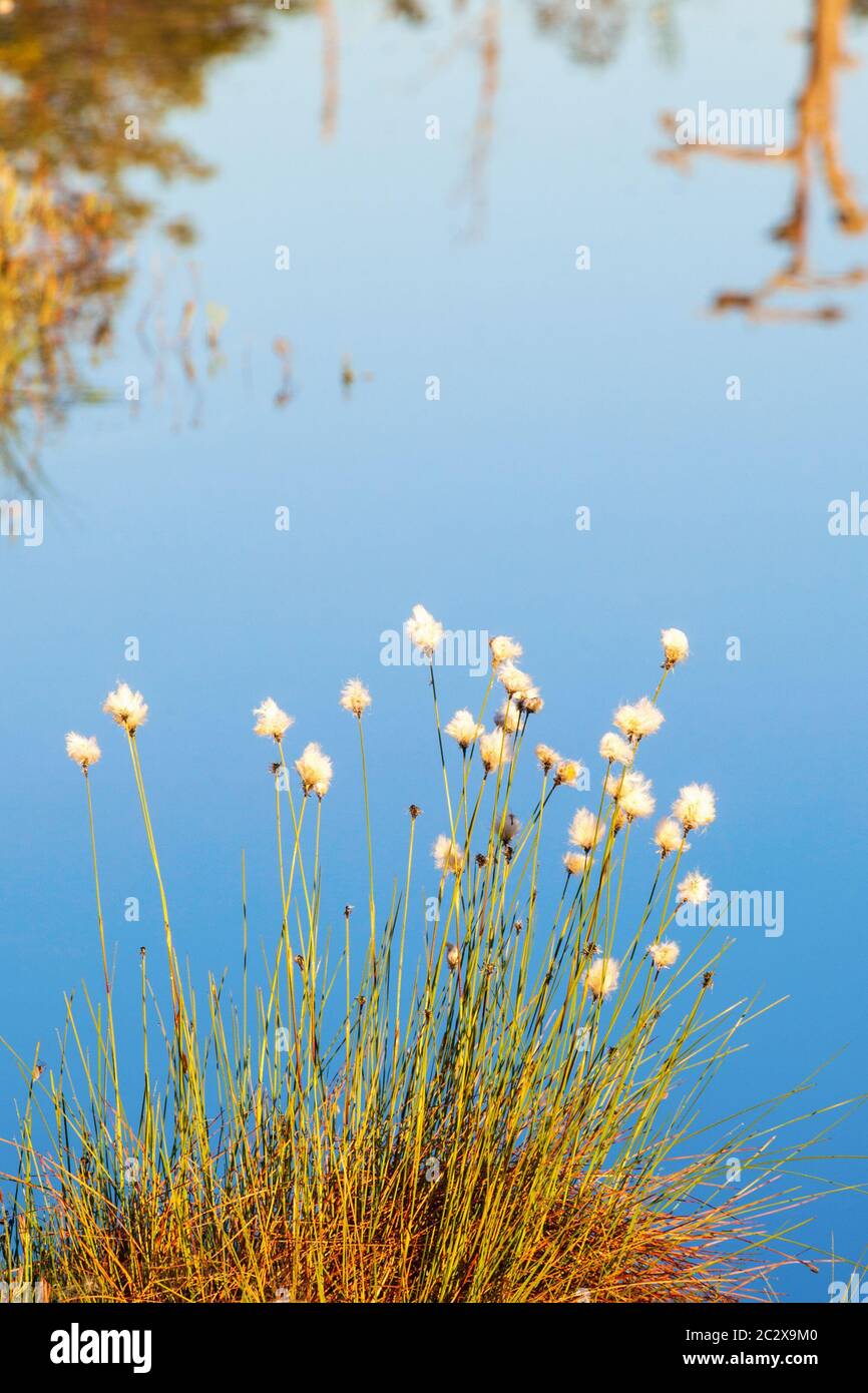 Cotton grass that grows by the lake Stock Photo Alamy