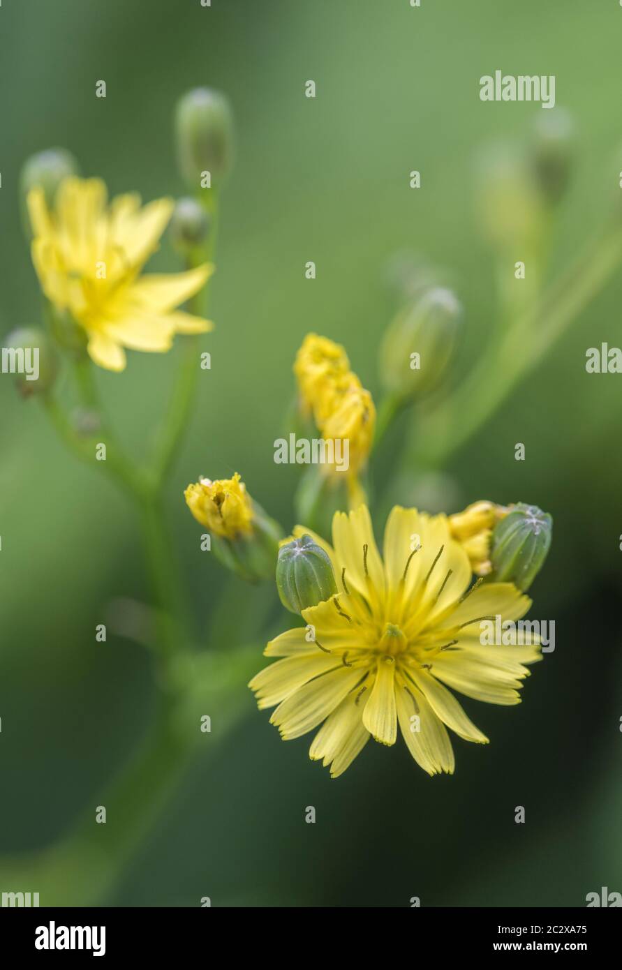 Close up shot of yellow flowers and flower buds of Nipplewort / Lapsana communis in late May. Formerly a medicinal plant used in herbal remedies. Stock Photo