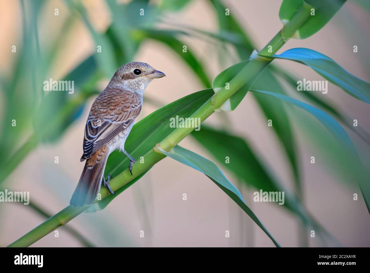 Red-backed Shrike - Lanius collurio, beautiful colored perching bird from European bushes and woodlands, Pag island, Croatia. Stock Photo