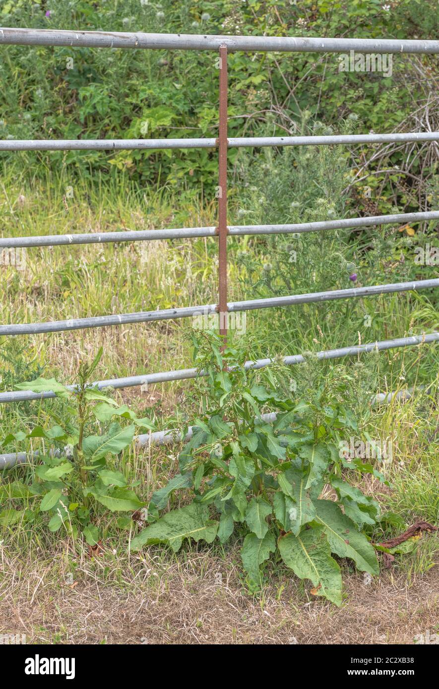 Open farmyard metal gate with Broad-Leaved Dock / Rumex obtusifolius growing beside. This is the Dock used to rub nettle stings. Stock Photo