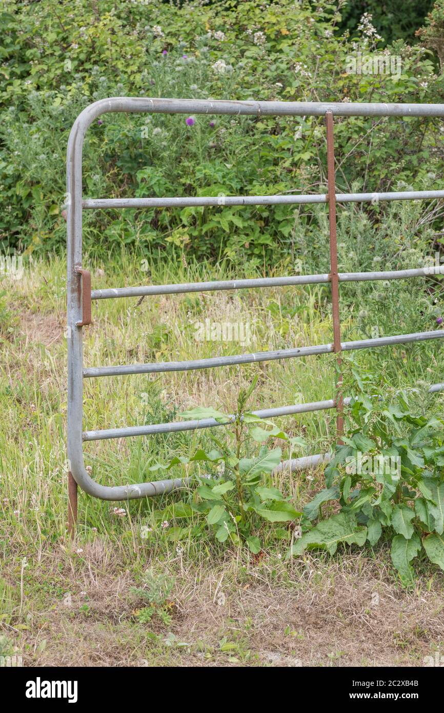 Open farmyard metal gate with Broad-Leaved Dock / Rumex obtusifolius growing beside. This is the Dock used to rub nettle stings. Stock Photo