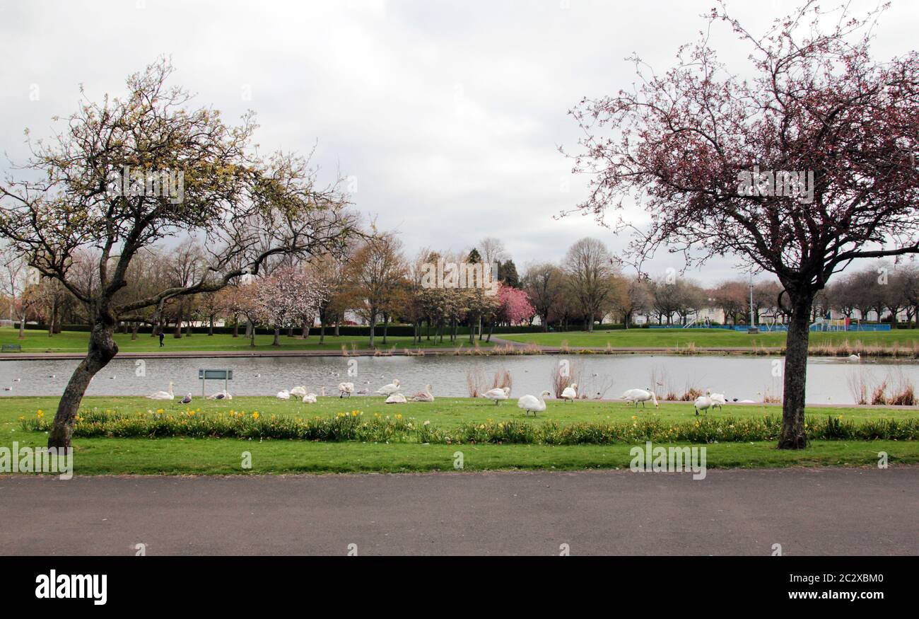 Swans are the only life at this pond in Glasgow. Normally busy with people walking and feeding the swans and ducks, it is deserted because of the Covid-19 pandemic that has gripped the UK and caused a lockdown and stay at home mode till it has been eradicated. June 2020. ALAN WYLIE.ALAMY. Stock Photo