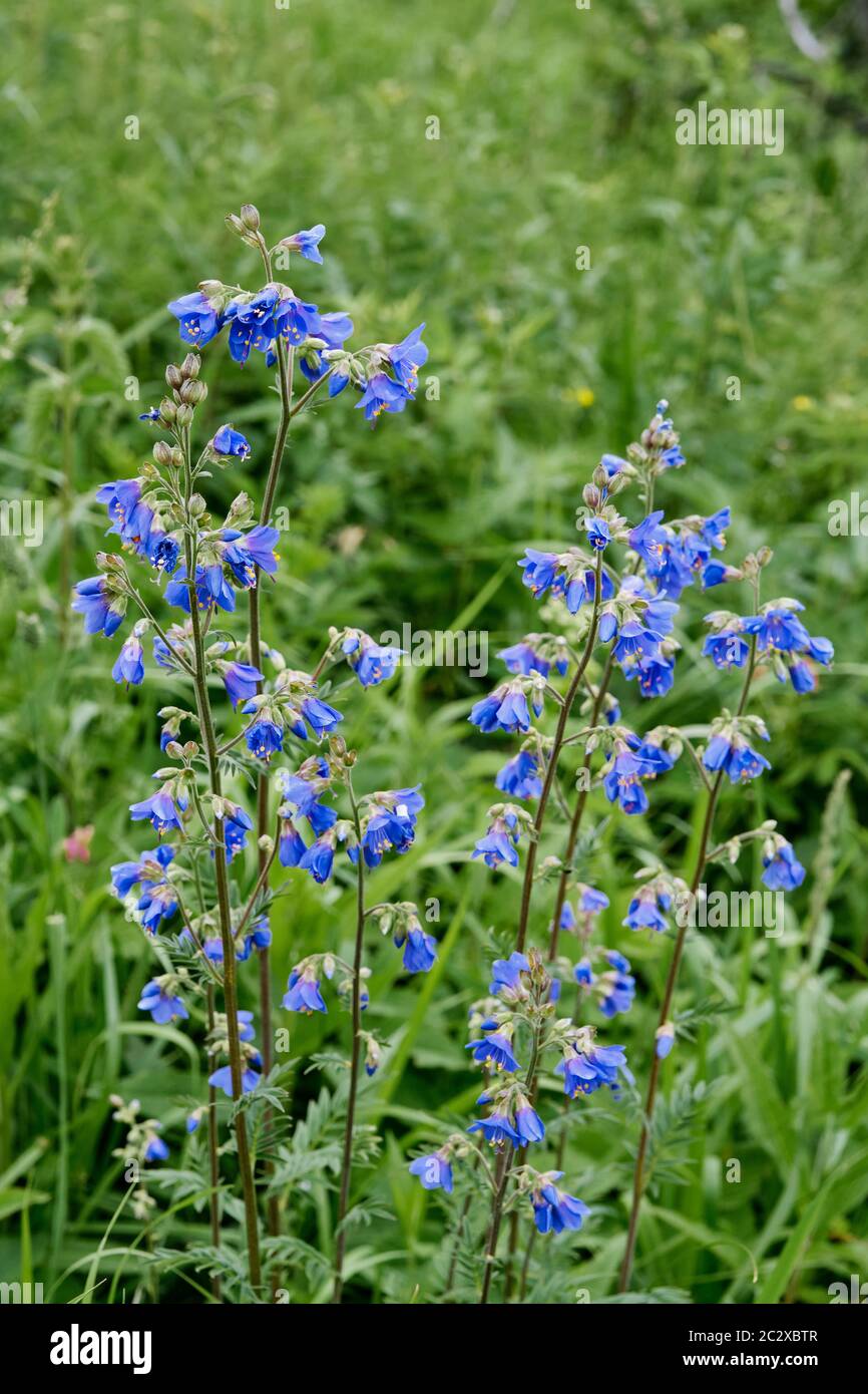 Beautiful blooming blue wildflowers on a green background. Polemonium coeruleum l. Stock Photo