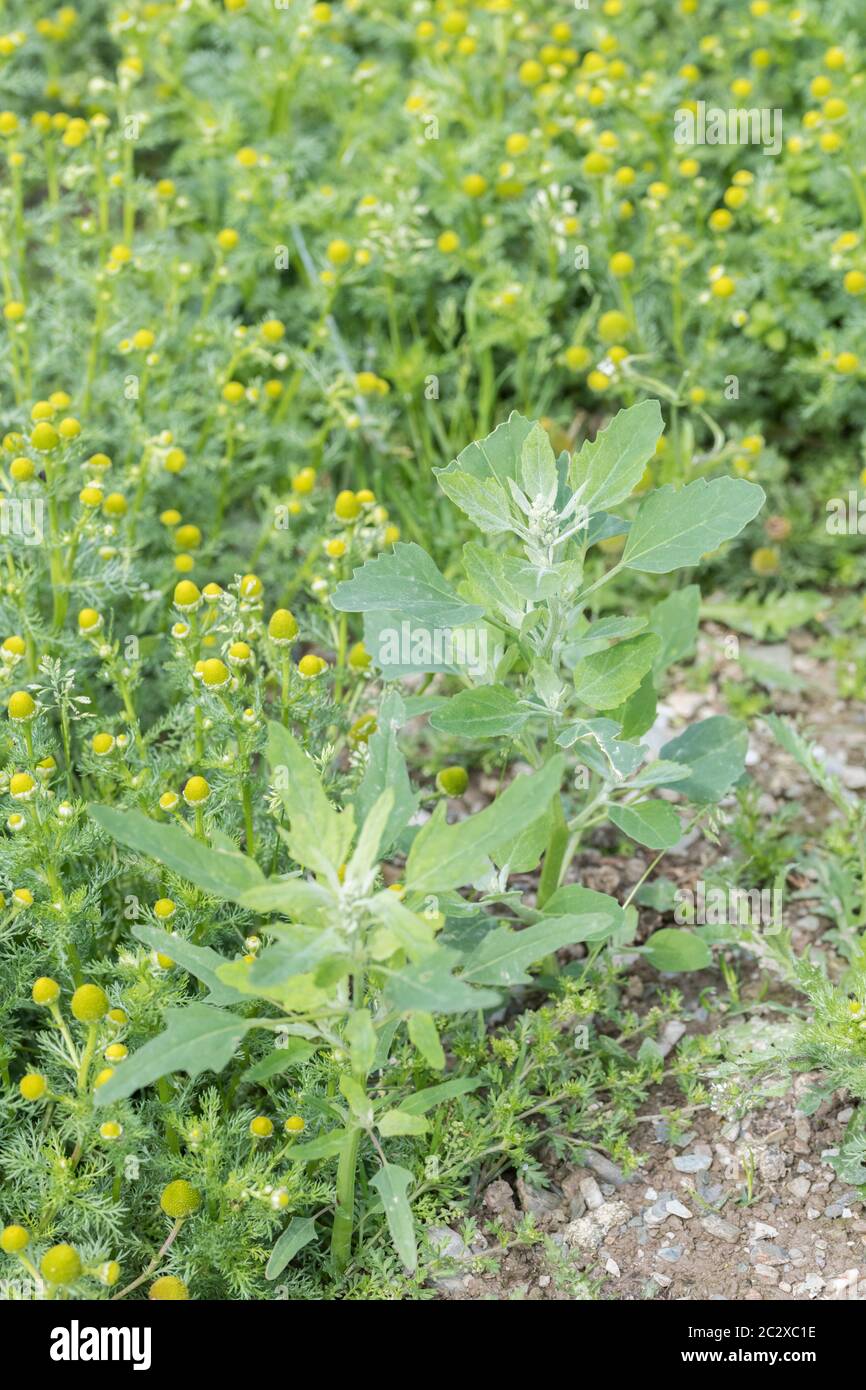 Leaves of agricultural weed Fat-Hen / Chenopodium album seen with Pineappleweed, Pineapple Weed / Matricaria discoidea in arable field. Fat Hen edible Stock Photo