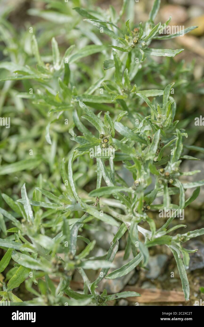 Leaves of Marsh Cudweed / Gnaphalium uliginosum growing in arable field among wheat crop. Common agricultural and arable farm weed. Medicinal herb. Stock Photo