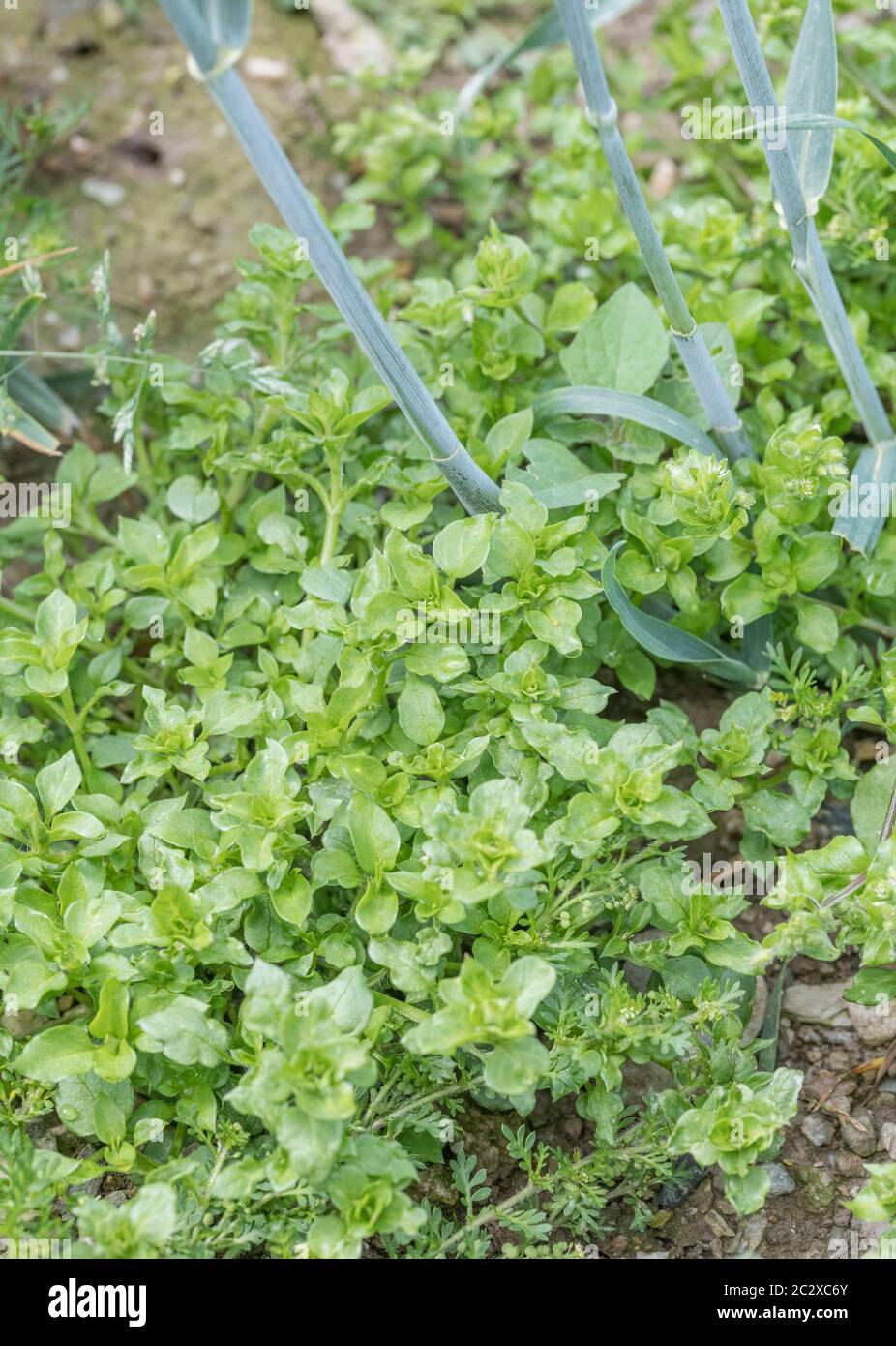 Clump of the agricultural weed Chickweed / Stellaria media growing among stalks of Wheat in a cropped field. Common weeds UK, edible weeds. Stock Photo