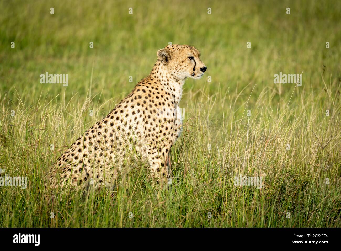 Female cheetah sits in profile in grassland Stock Photo
