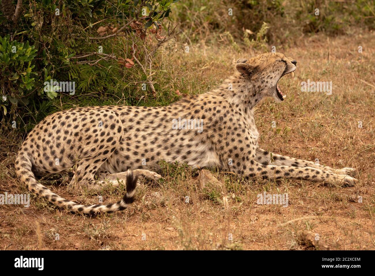 Female cheetah lies yawning in short grass Stock Photo