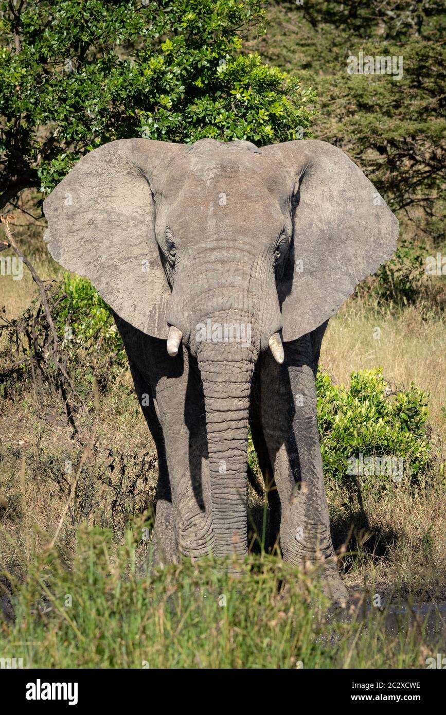 Elephant calf stands facing camera in bushes Stock Photo - Alamy