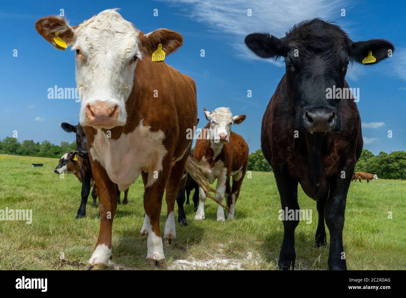 Curious Cows-Bos taurus, on a farm in East Sussex, England, Uk, Gb. Stock Photo