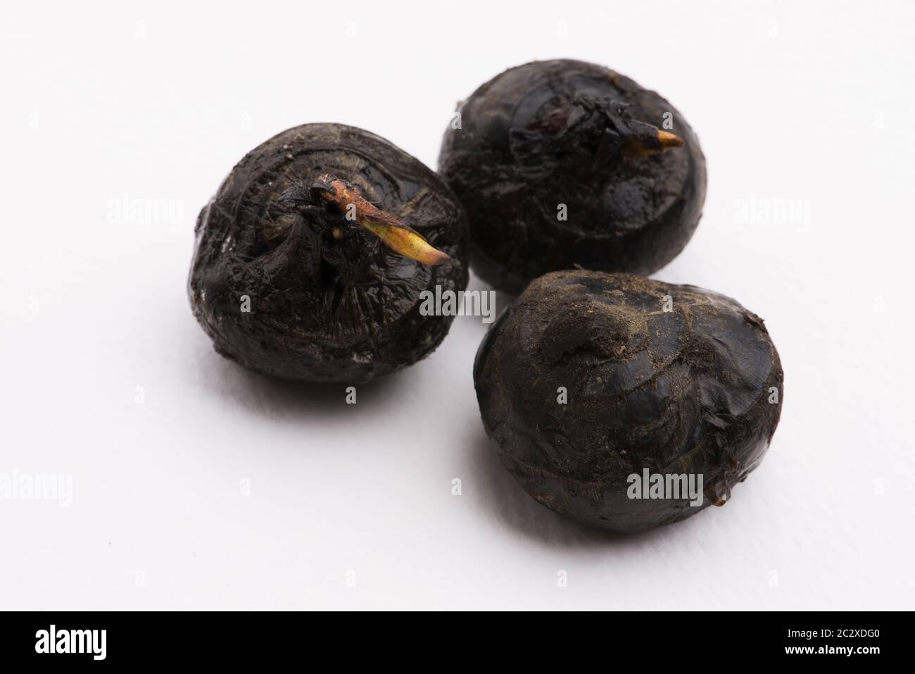 Chinese water chestnut on white Stock Photo Alamy