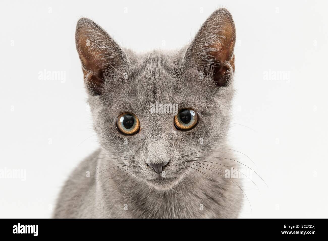 Rassekatze Russisch Blau (Felis silvestris catus), 12 Wochen, Jungtier,  Tierportrait, hellgrauer Hintergrund, Studioaufnahme, Österreich Stock  Photo - Alamy