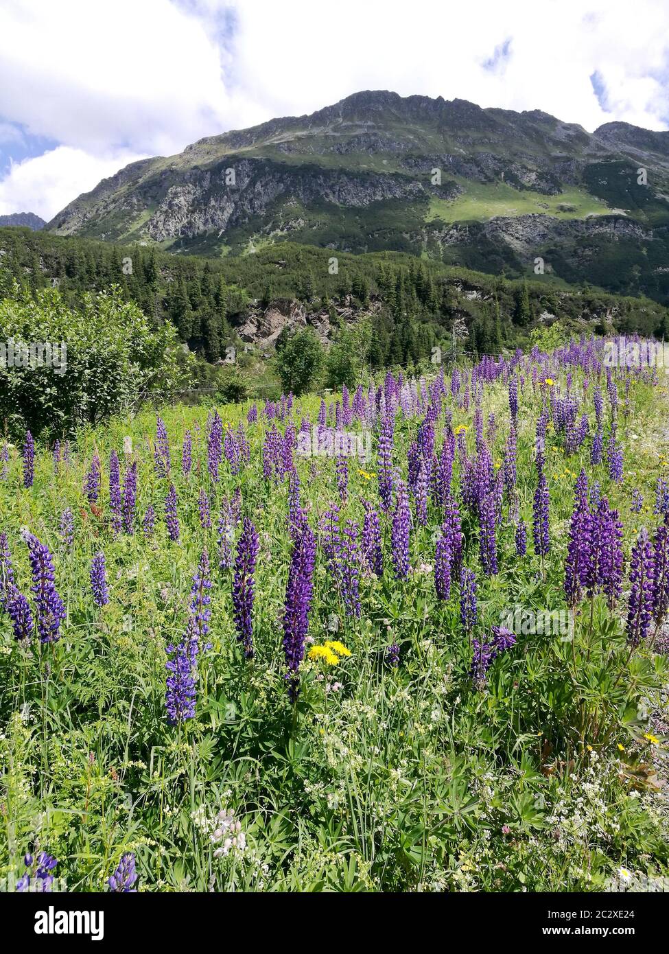 In den Bergen Tirols blühen blaue Lupinen. Im Vordergrund die Blumen und im Hintergrund ein Berg.  Blue lupines bloom in the mountains of Tyrol. In th Stock Photo