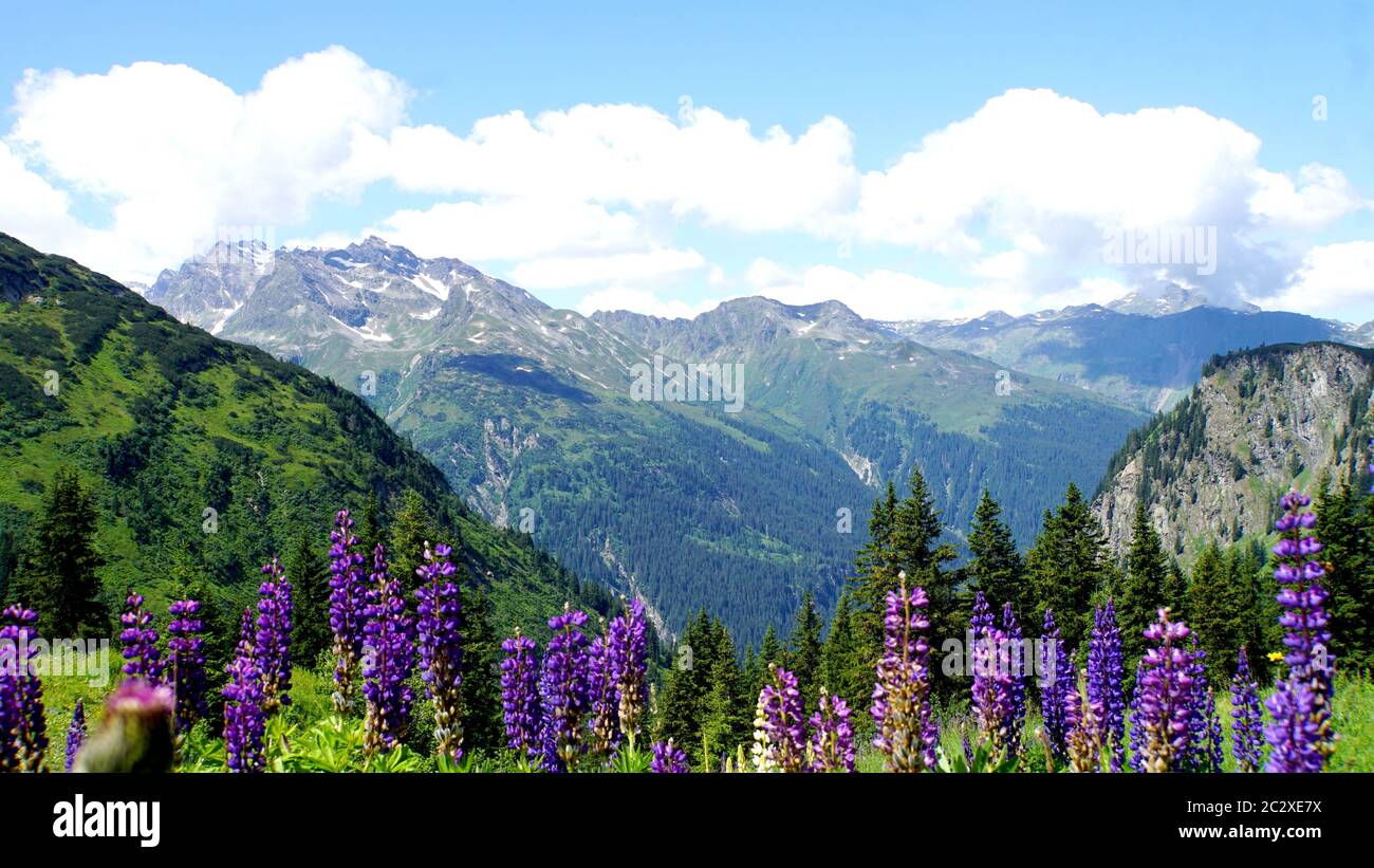 Blaue blume auf felsen hi-res stock photography and images - Alamy