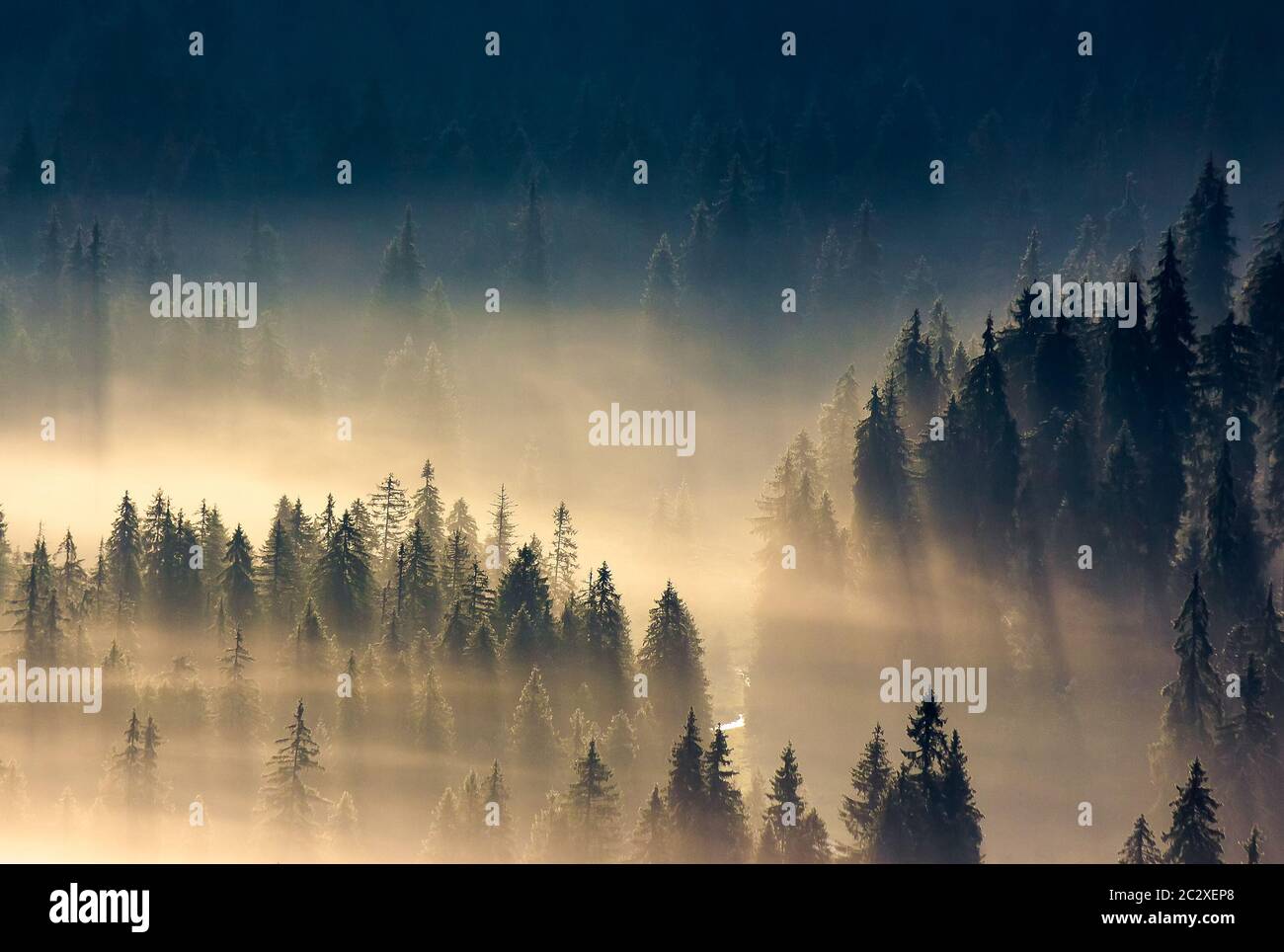 misty nature background. fog in the mountain valley. landscape with coniferous forest view from the top of a hill. fantastic glowing scenery Stock Photo
