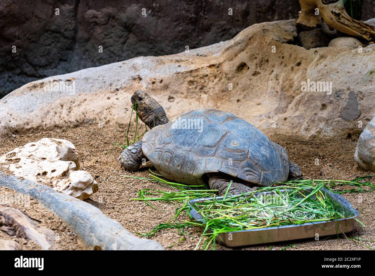 Turtle tortoise terrarium in zoo Barcelona