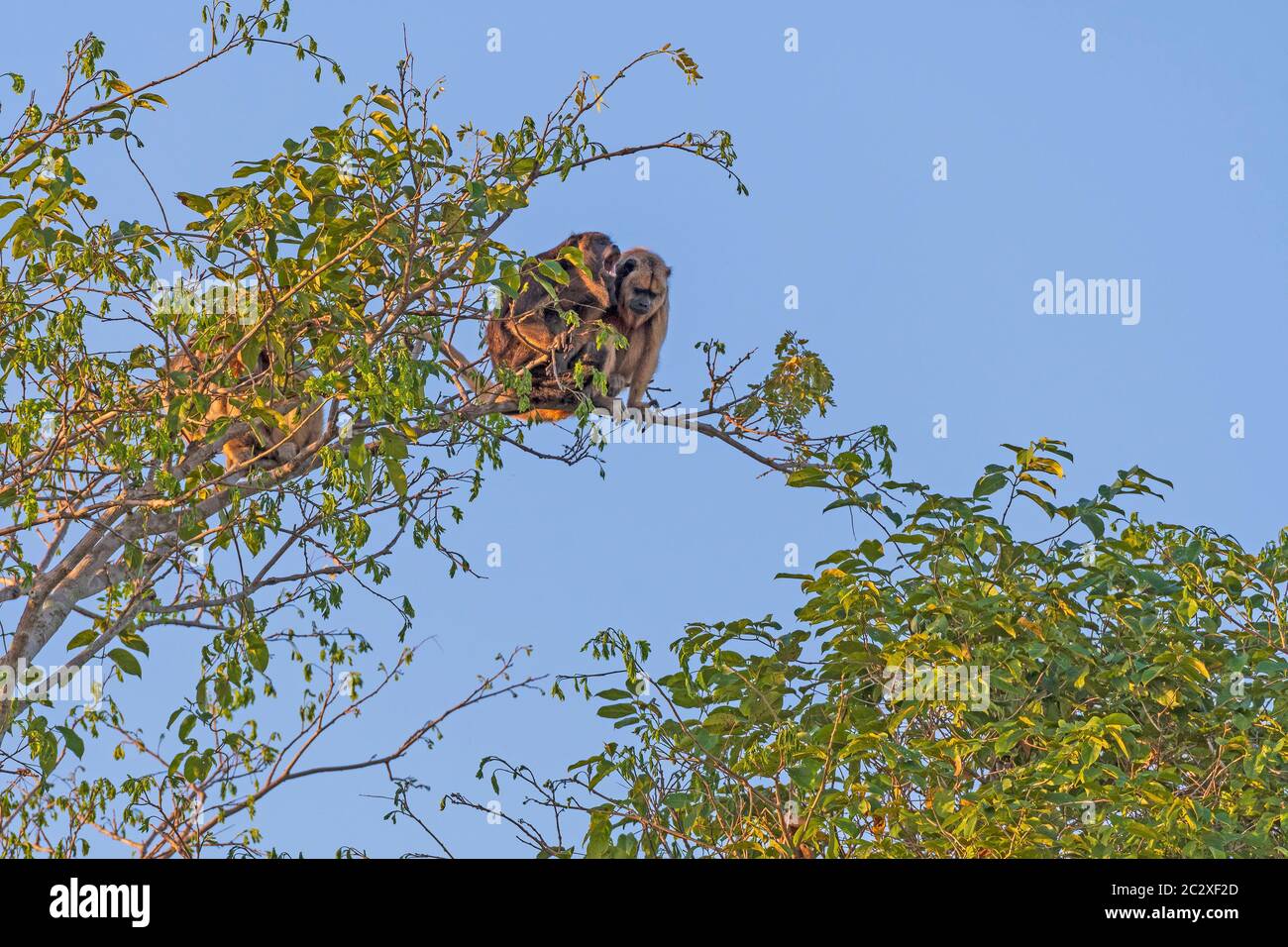 Group of wild monkeys in trees hi-res stock photography and images - Alamy