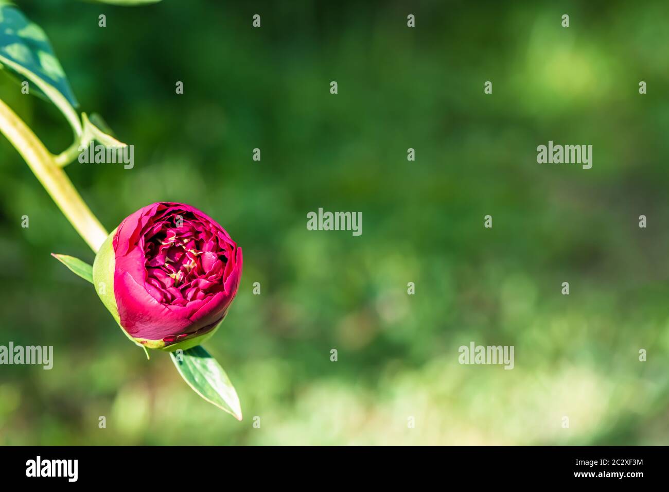 bright pink flower of peony in the sunset with copy space Stock Photo