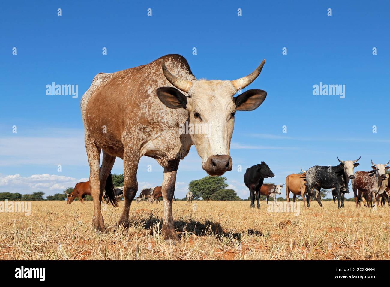 Nguni cow - indigenous cattle breed of South Africa - on rural farm Stock Photo