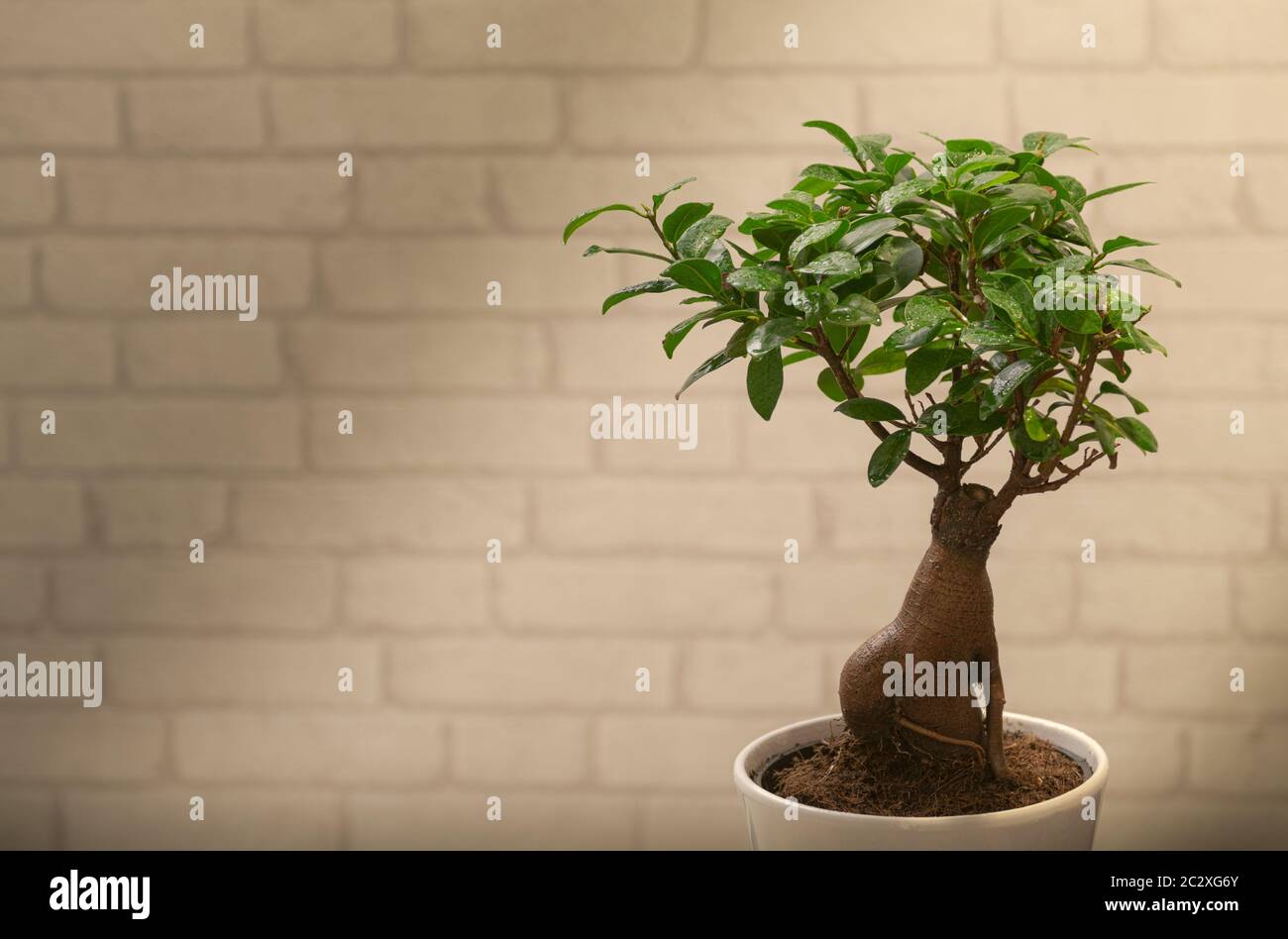 Ginseng Bonsai Tree in front of white brick wall Stock Photo