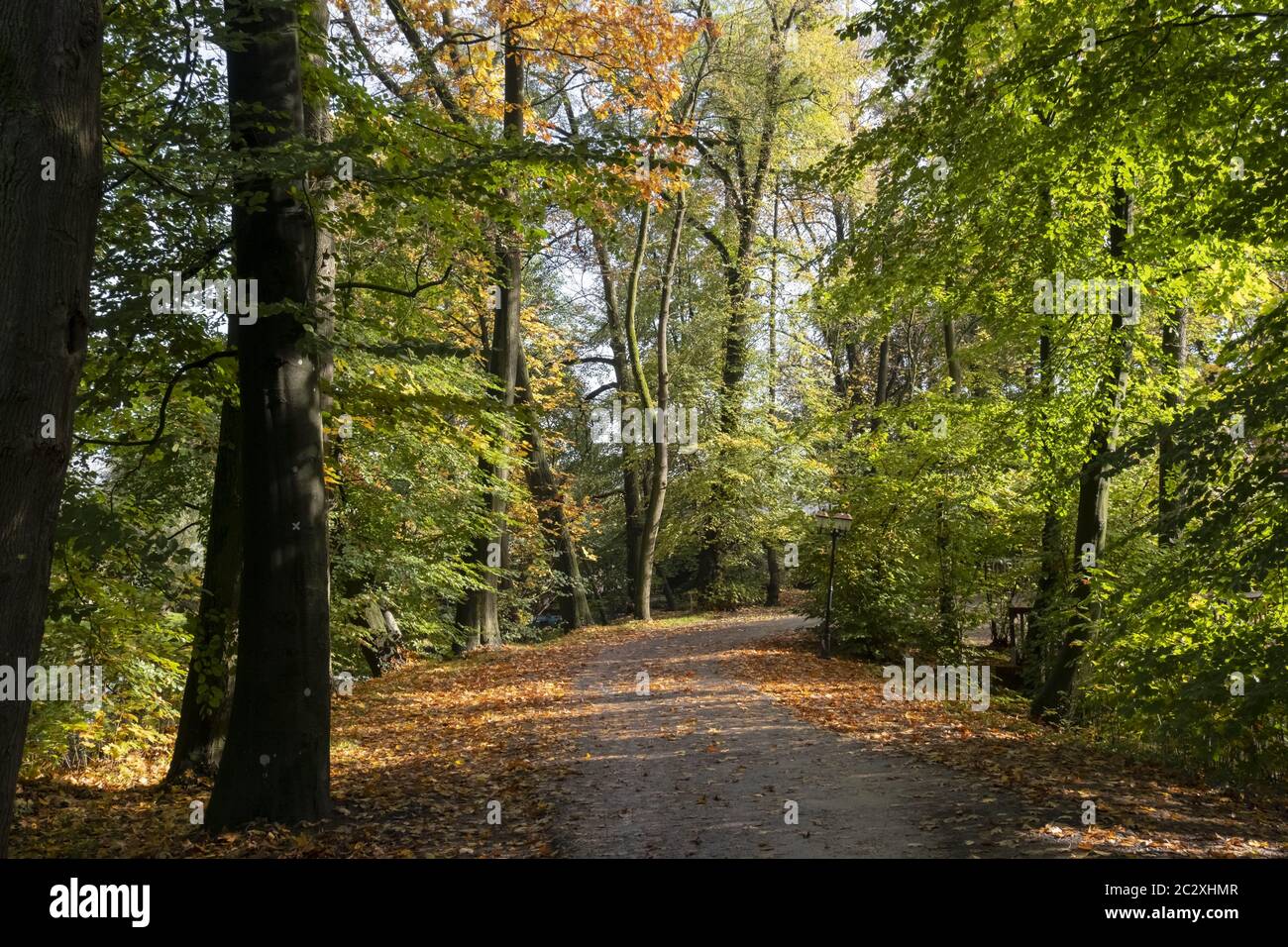 Way through autumn forest Stock Photo