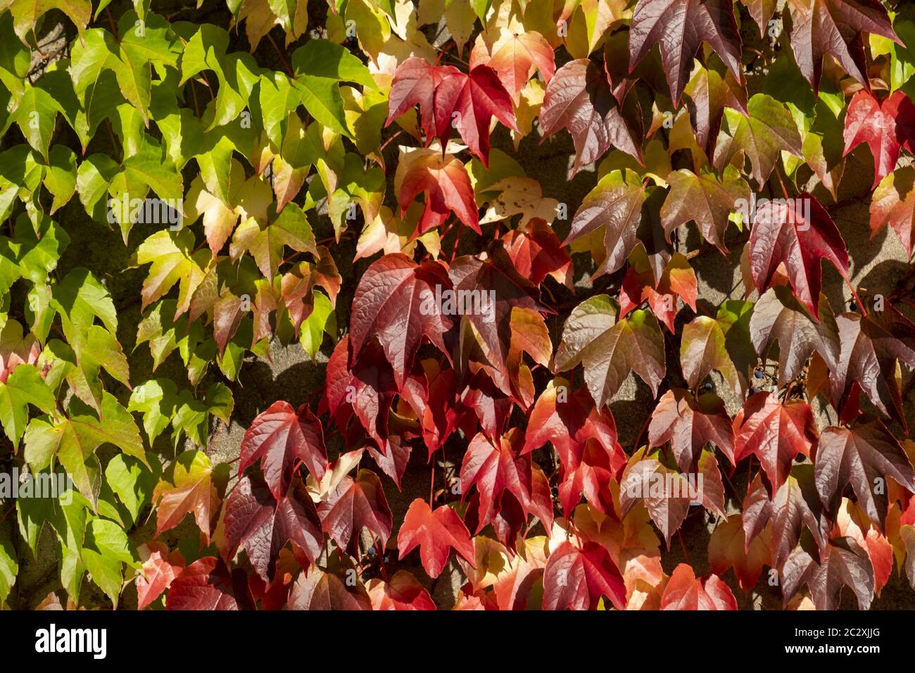 Wild wine is vine on a house wall Stock Photo
