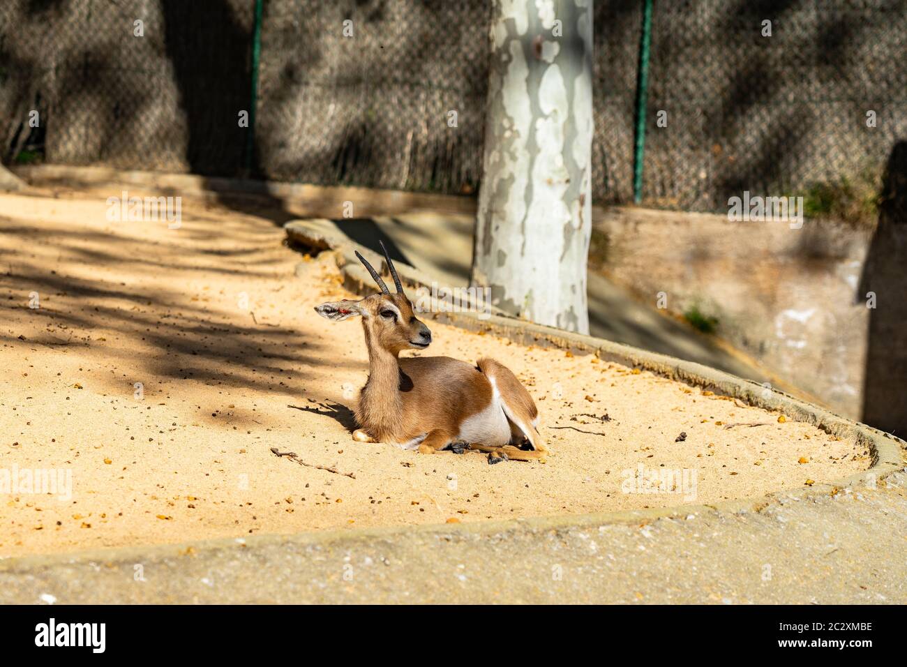 Saharian dorcas gazelle (Gazella dorcas osiris) in zoo Barcelona. Stock Photo