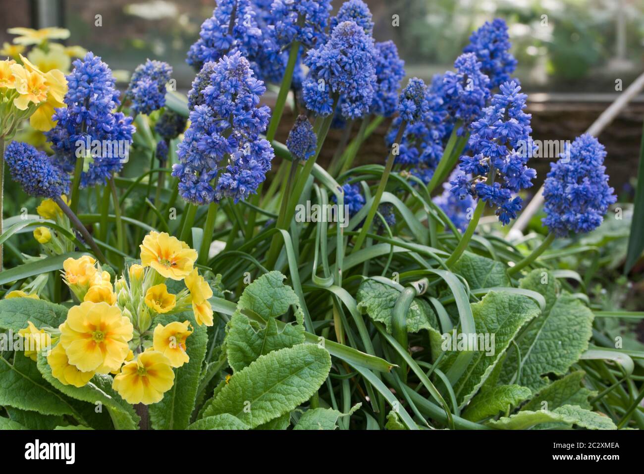 Colour combination using garden plants Stock Photo