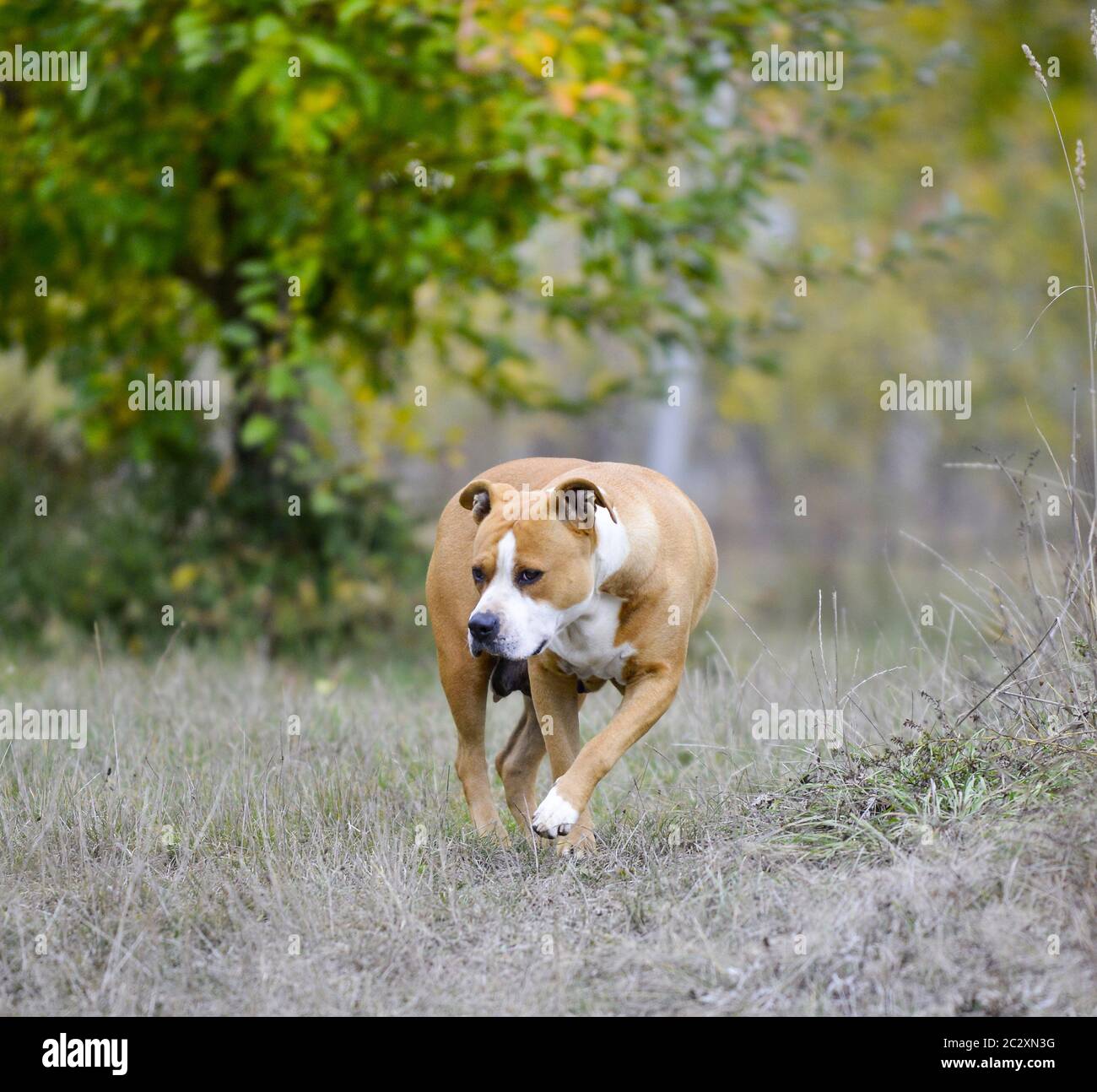 American Staffordshire Terrier pictured in nature image Stock Photo