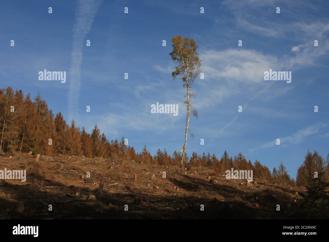 Very last tree standing in a previously wooded area after deforestation Stock Photo