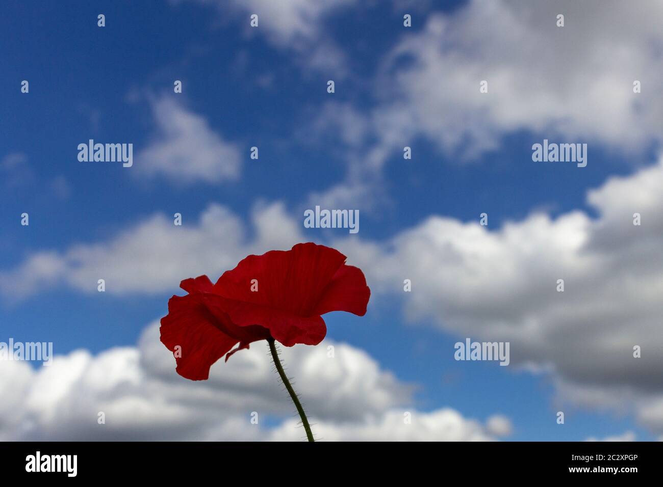 Looking up at a single red poppy against a blue sky with white clouds ...