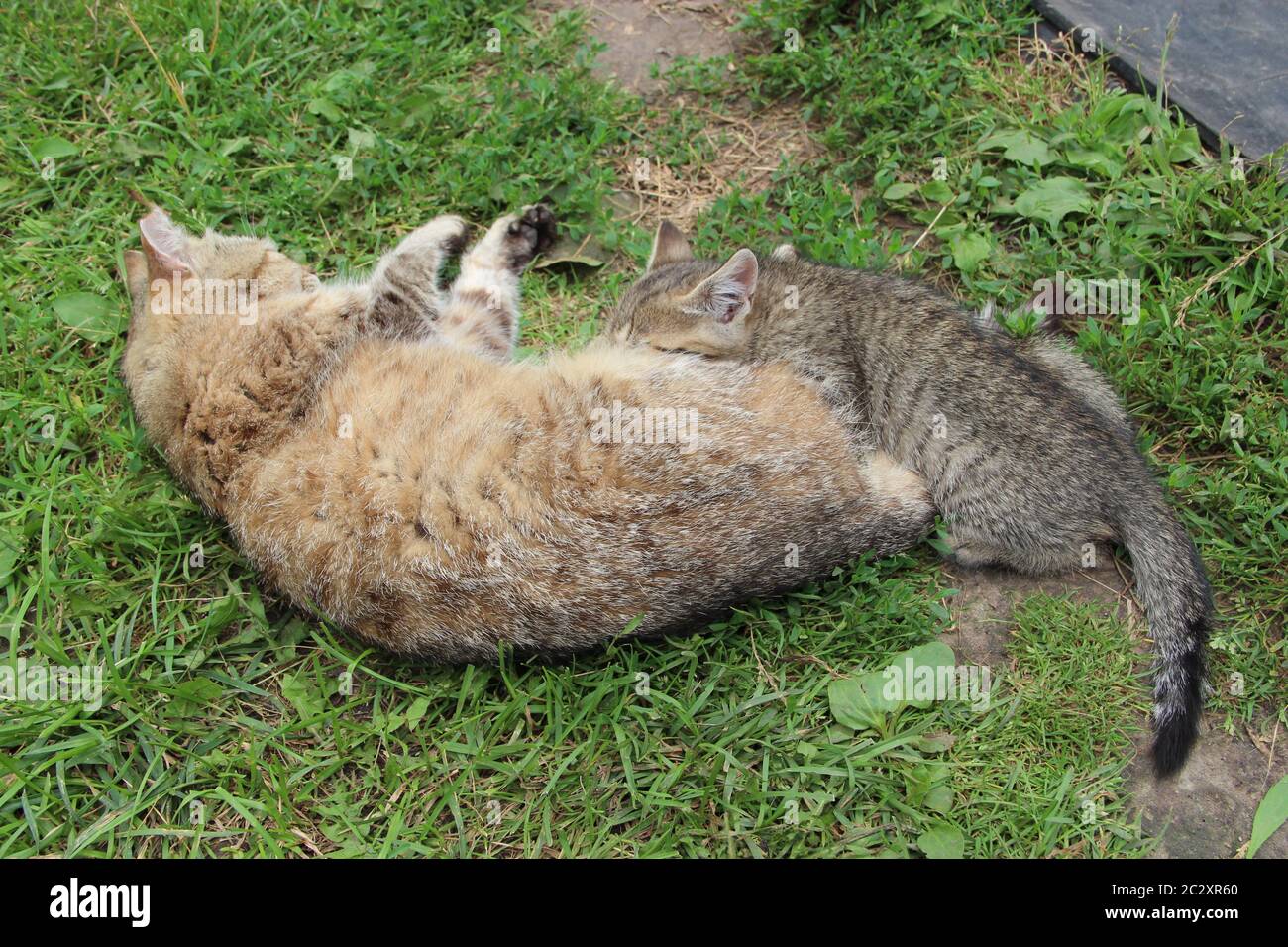 Gray kitten sucking milk from mother cat laying on green grass. Little