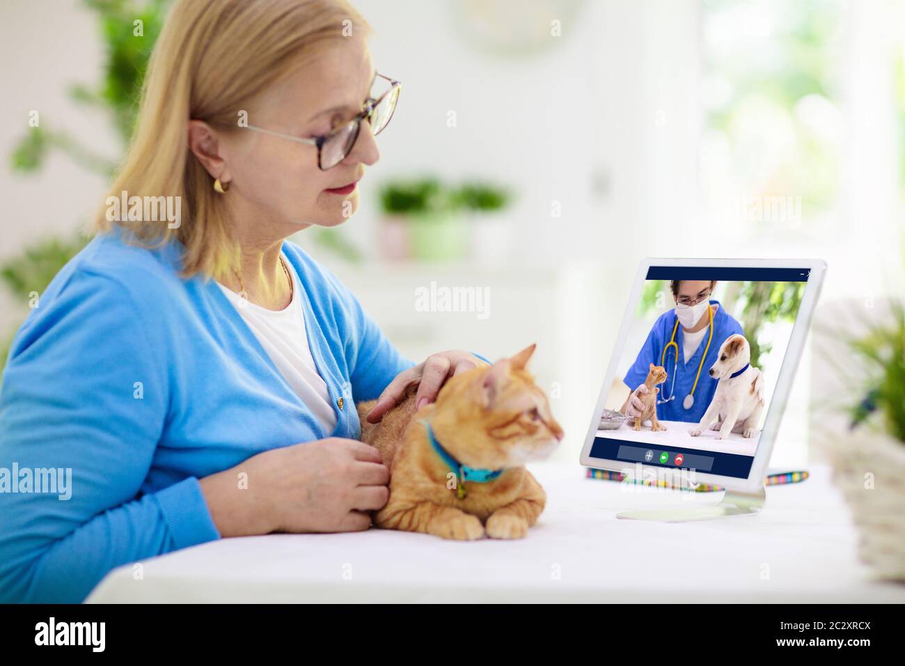 Online consultation with veterinarian. Vet examining animal via video chat.  Cat check up during quarantine. Veterinary doctor checking pet in conferen  Stock Photo - Alamy