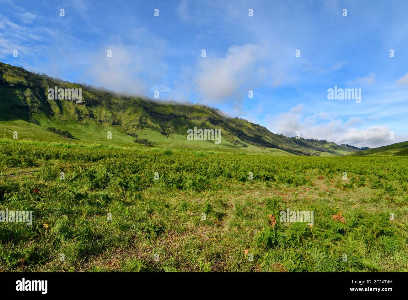 Spend your time in the beautiful green grass and sky in Bromo Forest with my beloved lady Stock Photo