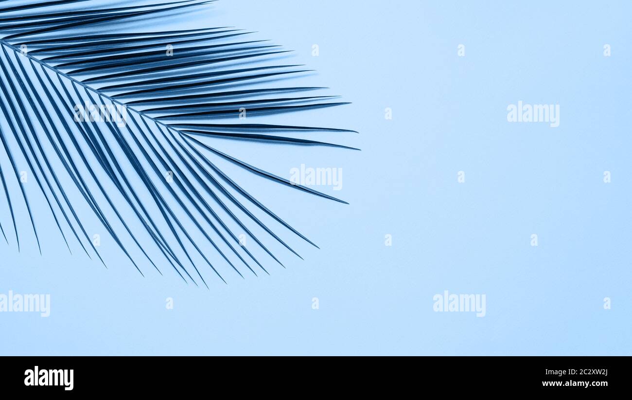 Palm leaves on blue background, copy space Stock Photo - Alamy