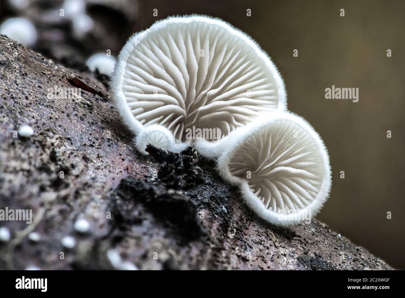 Wild Oyster-like Mushroom (likely Pleurocybella,Panellus or Pleurotus spec.), Idaho Stock Photo
