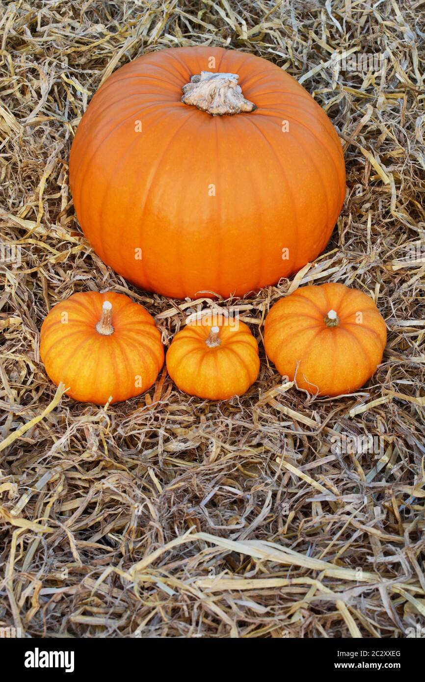 Large fall pumpkin on a bed of straw with three mini orange pumpkins - copy space Stock Photo