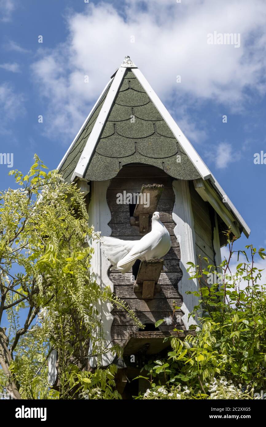 Dovecote with white dove Stock Photo