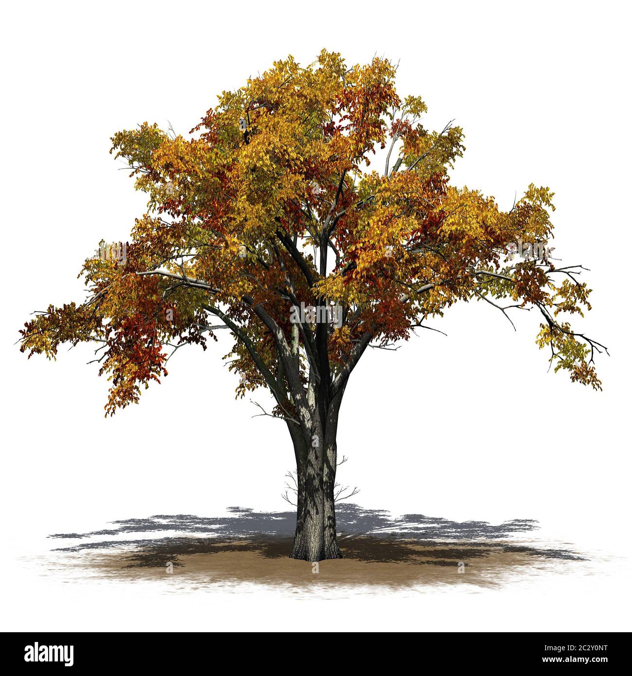 American Elm Trees High Resolution Stock Photography And Images Alamy