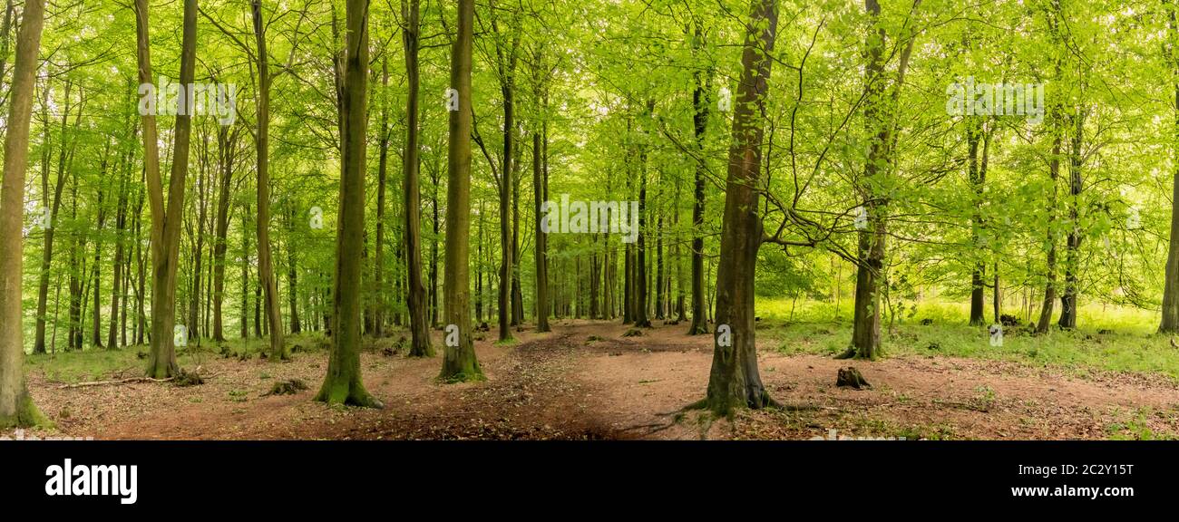 Forest path in spring hi-res stock photography and images - Alamy
