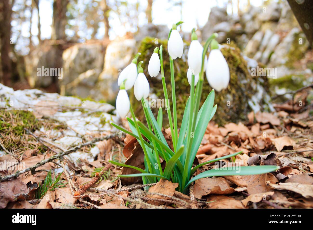 Snowdrop flower in woodland close up, nature background. Wild flower ...