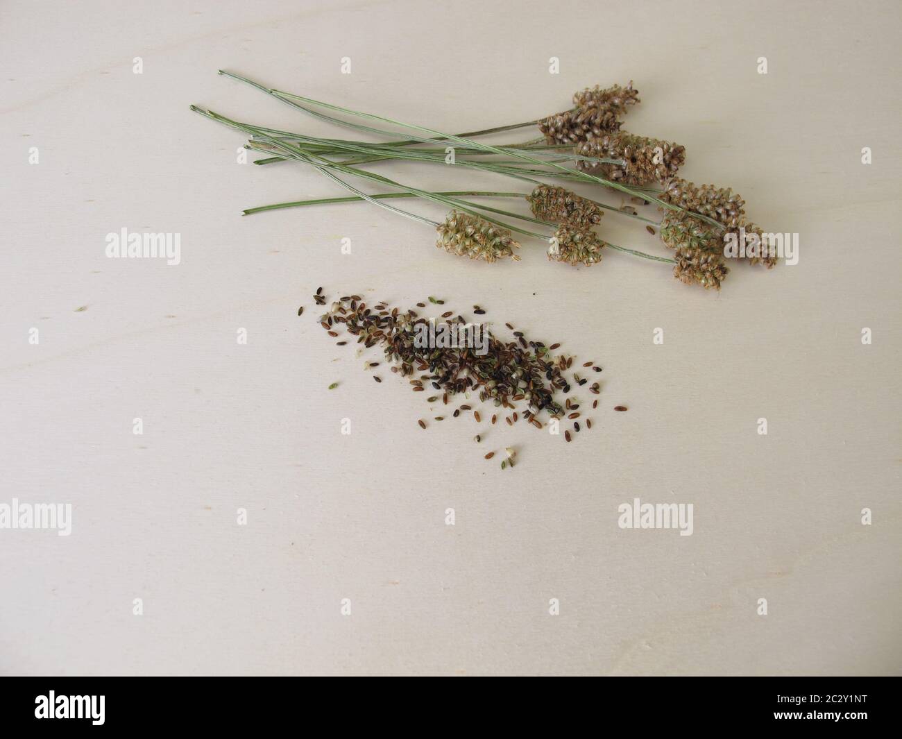 Edible ribwort plantain seeds and flower stalks Stock Photo
