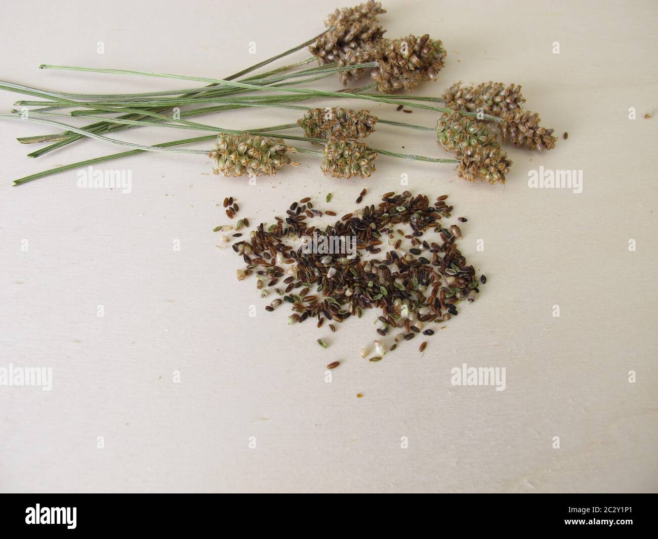 Edible ribwort plantain seeds and flower stalks Stock Photo