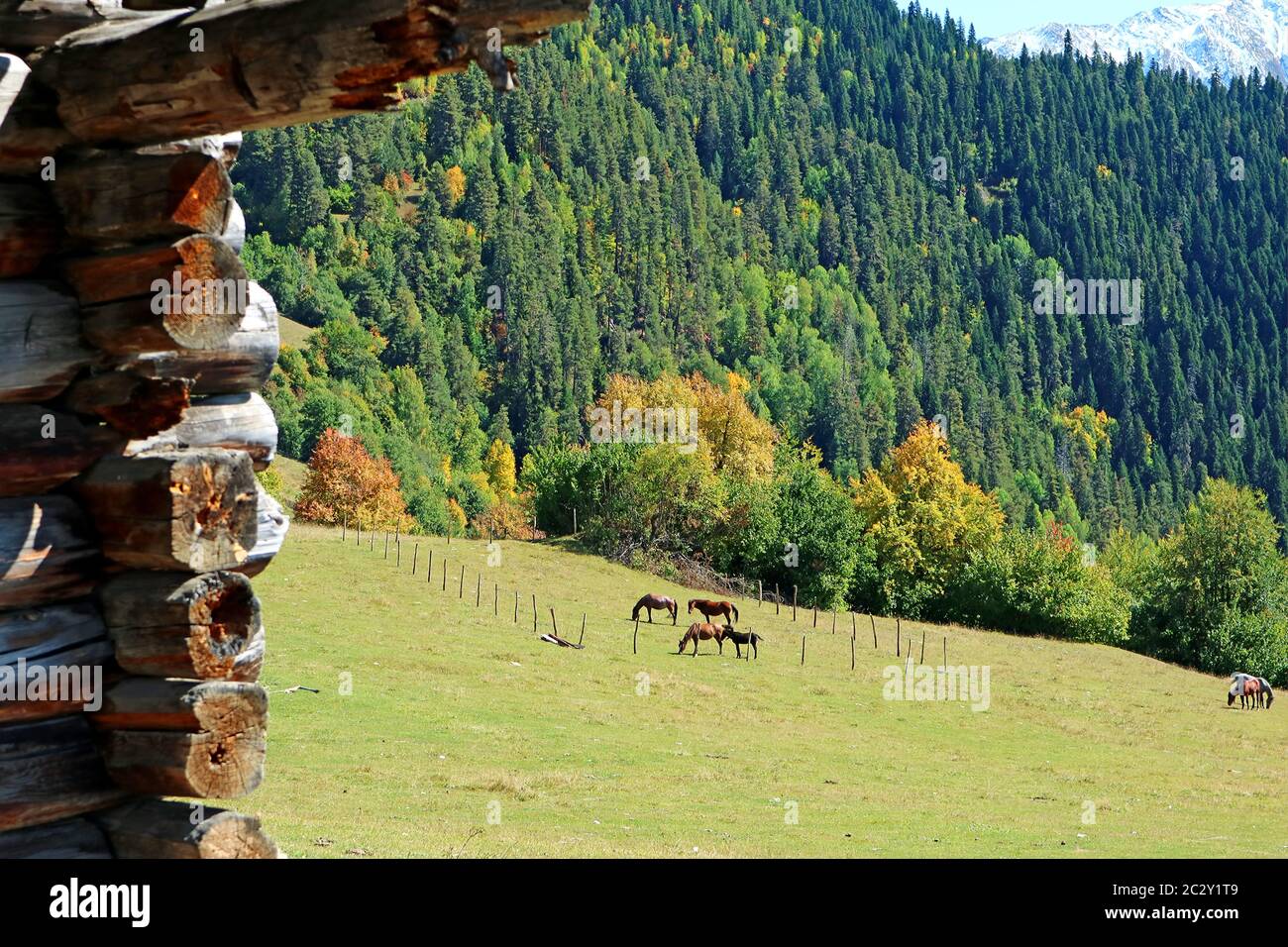 Beautiful mountain farm with group of horses grazing in the meadow, Mestia, region